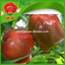 Factory direct supply Fresh red bell pepper price